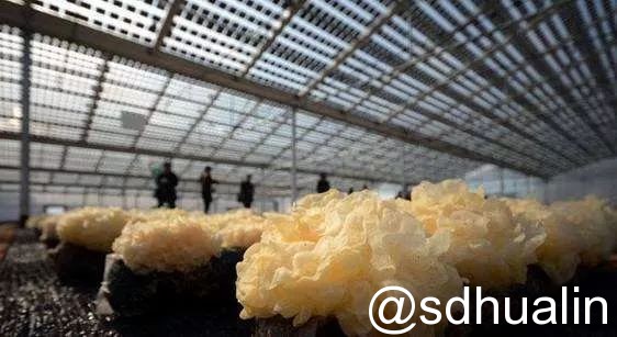 “光伏+農(nóng)業(yè)”八大模式 你了解多少？